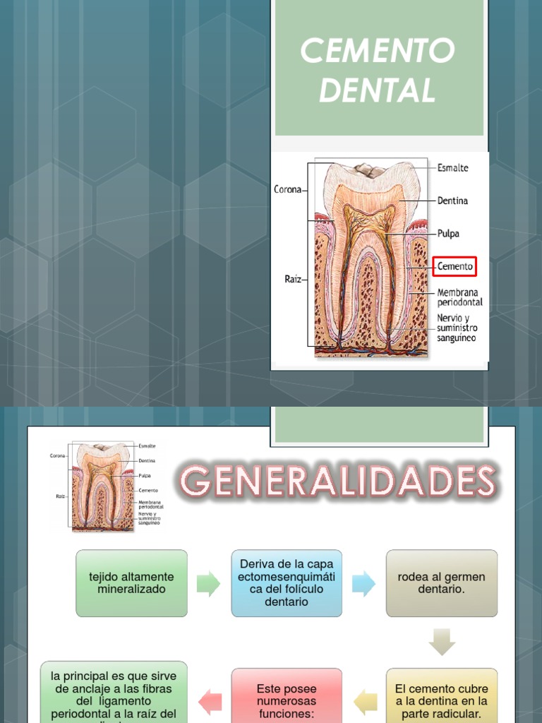 Cemento Dental, PDF, Diente humano