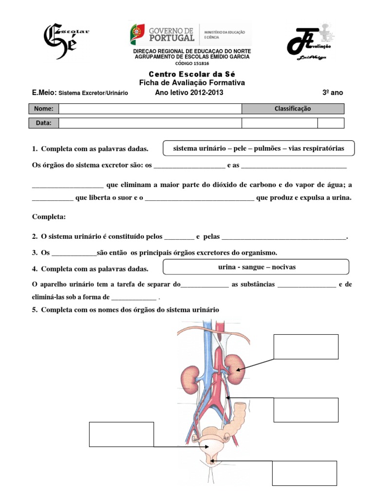 Atividade sobre o Sistema Urinário 3º Ano | PDF