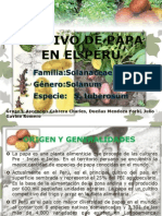 Cultivo de Papa en El Perú