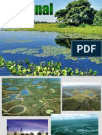 Pantanal Slides
