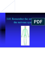 3 01 remember the structures of the nervous system