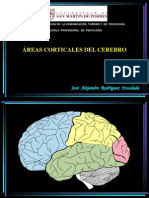 Areas Corticales