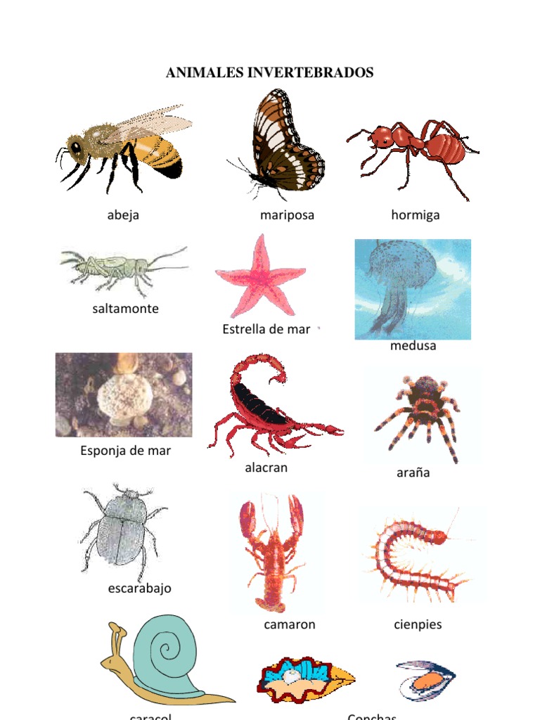 Animales Invertebrados Animales Invertebrados Animale - vrogue.co