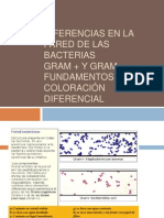 Diferencias en La Pared de Las Bacterias