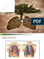 Pulmones 2
