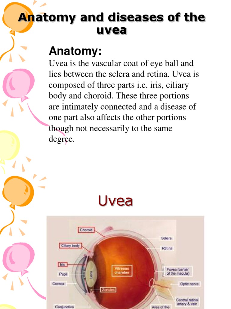 Anatomy And Diseases Of The Uvea Human Eye Glaucoma
