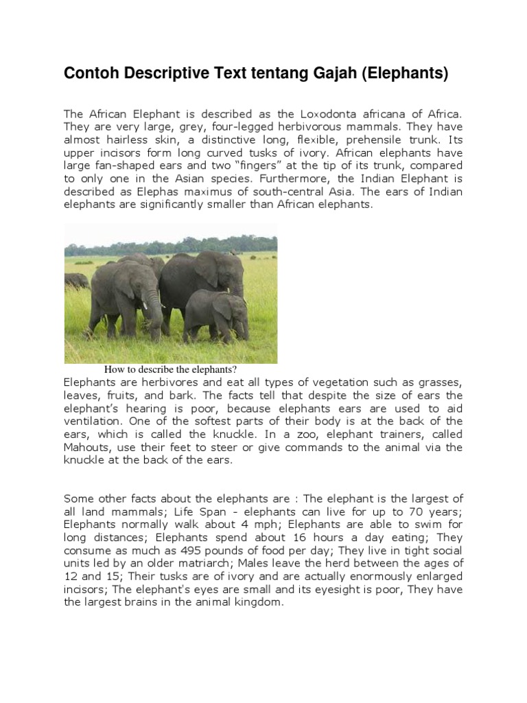 Contoh Descriptive Text Tentang Gajah