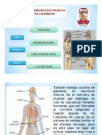 Exposición sobre el sistema endocrino