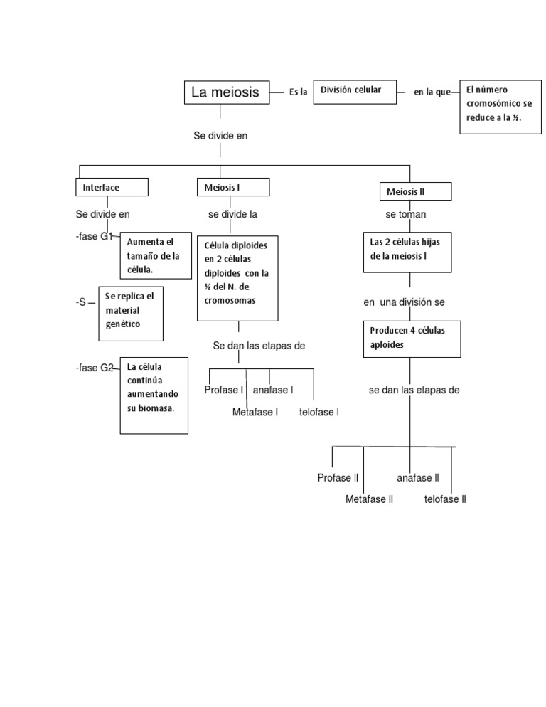 Mapa Conceptual de La Meiosis Laura Ok