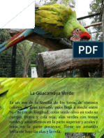 La Guacamaya Verde