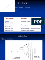 XILEMA Atualizada