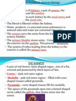 Science PMR Chapter 20 Excretion