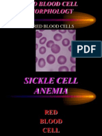 Normal Red Blood Cells
