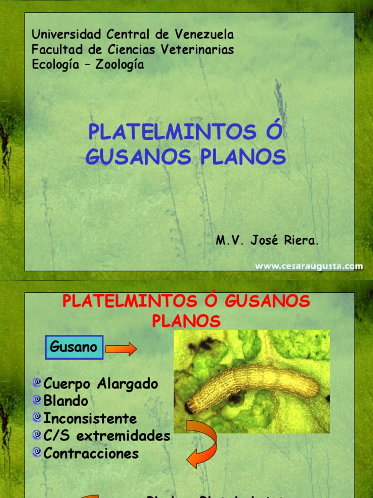 Platelmintos Protostomas Organismos
