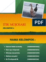 Itik Mojosari