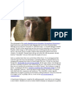 Newly Identified Species of Monkey Cercopithecus Lomamiensis