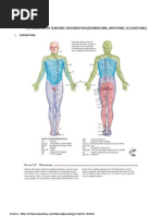 Dermatome, Myotome, Sclerotome