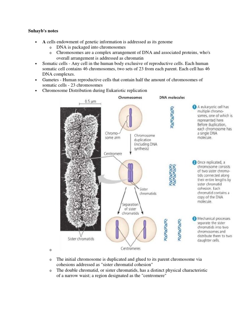 Unit 3 Notes | PDF | Mitosis | Microtubule