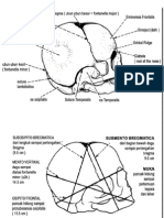 anatomi kepala bayi