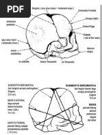 anatomi kepala bayi