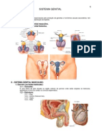 Anatomia - Sistema Genital