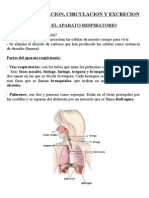 Respiración, Circulación y Excreción. Cono de 5º. Anaya