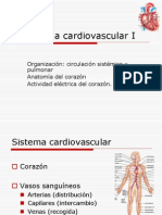 Anatomia