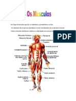 Os Musculos