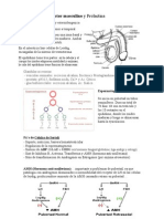 Fisiologia - Endocrino V - Sistema Reproductor Masculino y Prolactina