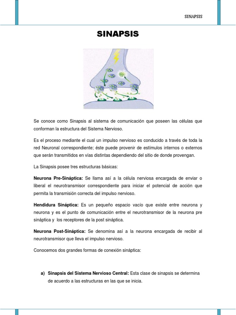 Función y Estructura de la Sinapsis | PDF | Sinapsis | Neurotransmisor