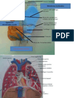 respiratorio2[1]