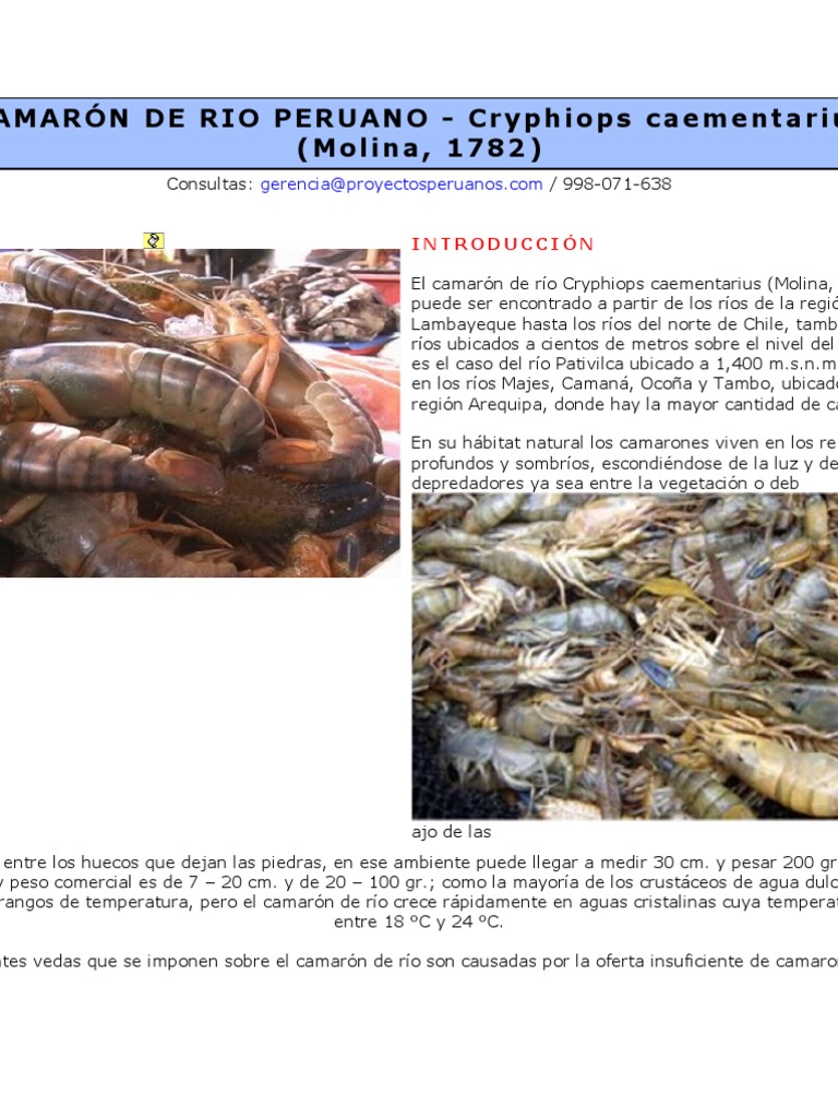 Camarón de río peruano: Cryphiops caementarius | PDF | Huevo | Alimentos