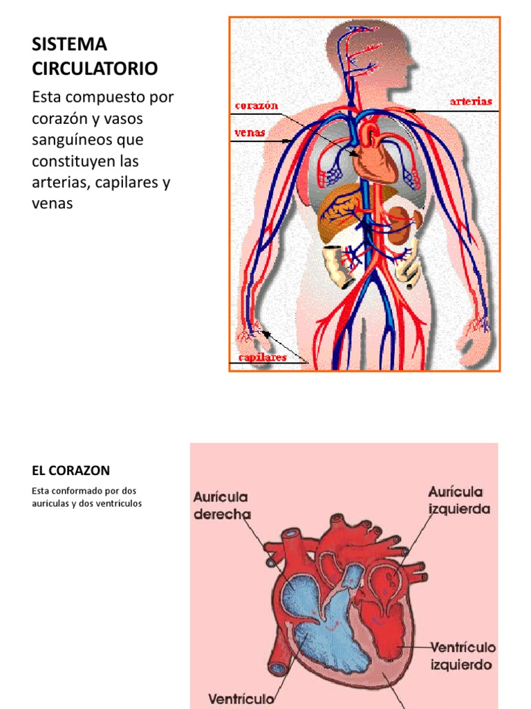Sistema Circulatorio e Inervacion de Cabeza y Cuello