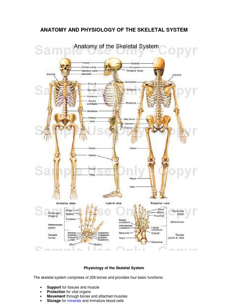 Anatomy And Physiology Worksheets Bones