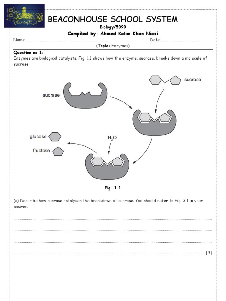 Enzymes | PDF | Enzyme | Digestion