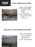 Bio 25 Lab - Cat Muscles