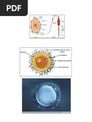 Mushukdagi katta mushuk