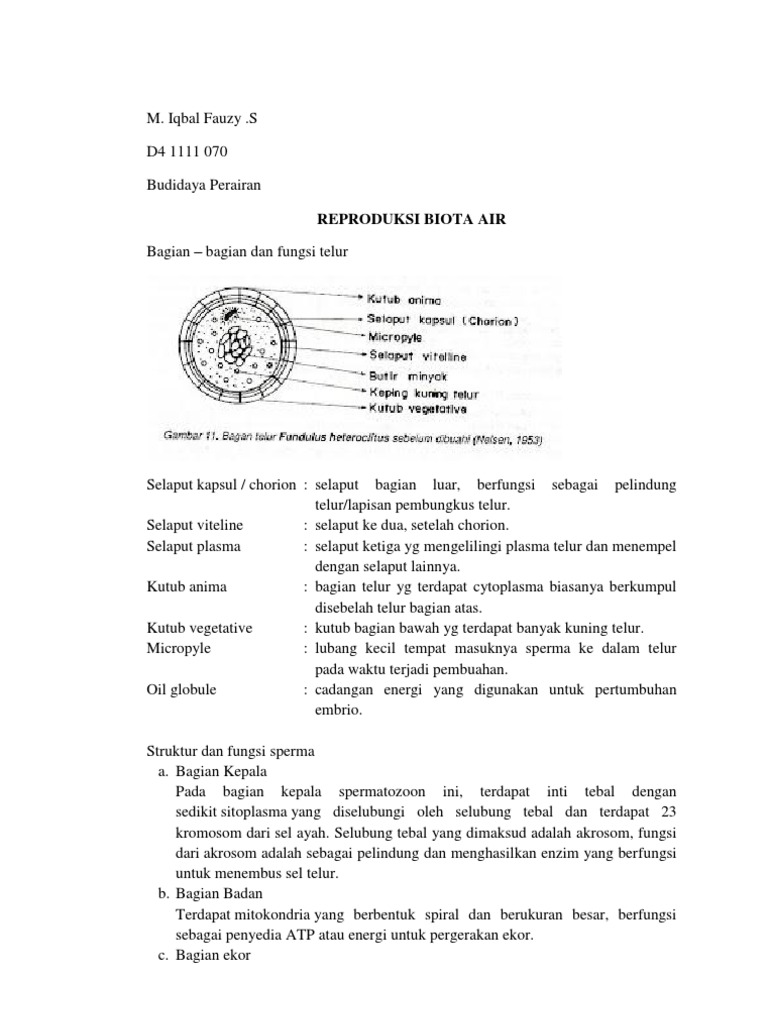 Rbabentuk Dan Fungsi Sperma Dan Ovum Serta