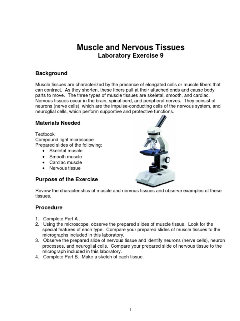 Muscle and Nervous Tissues Lab PDF Skeletal Muscle Muscle