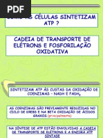 Transporte de Eletrons e Sintese de ATP