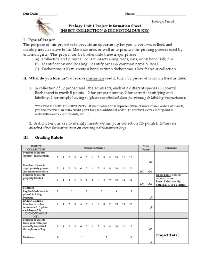 Insect Collection Project & Rubric PDF Insects Lepidoptera