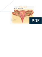 Sistema Reprodutivo Feminino