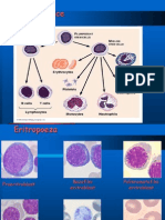 Morfologija Krvnih Stanica Anizocitoza Poikilocitoza
