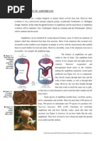 Download The Evolution of Amphibians by Sarah Don SN11337901 doc pdf