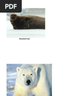 Arctic Food Chain