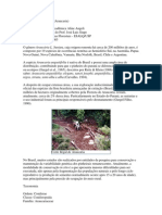 Conservação da Araucária no Brasil