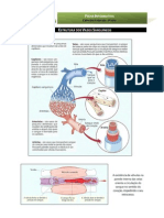 CN9 - Estrutura dos vasos sanguíneos
