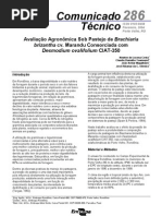 Consorciação de B. brizantha cv. Marandu com D. ovalifolium