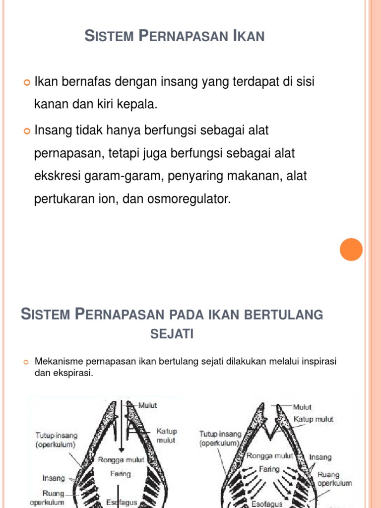 Pisces Pdf