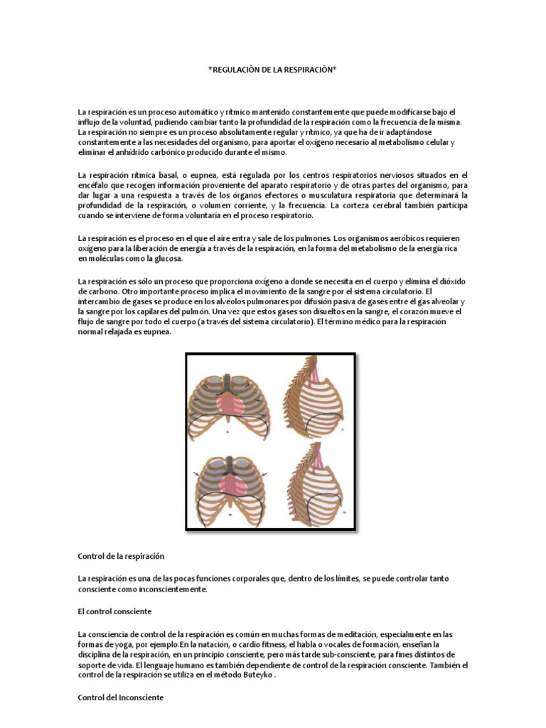 Regulación del Ritmo Respiratorio | PDF | Sistema respiratorio ...